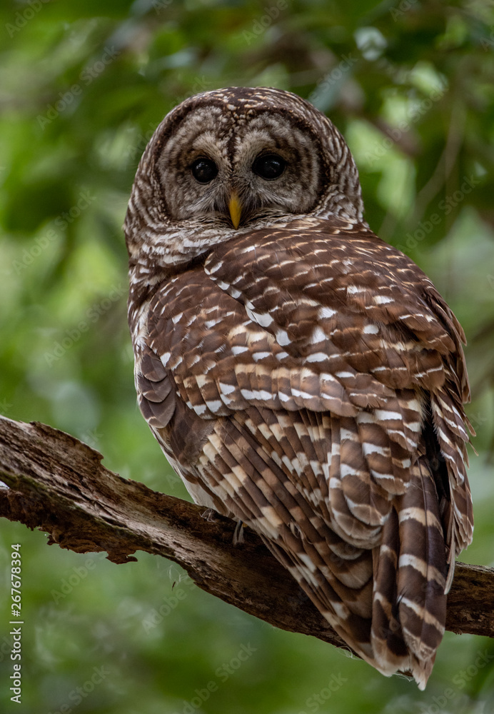 Φωτογραφία Barred Owl in Florida