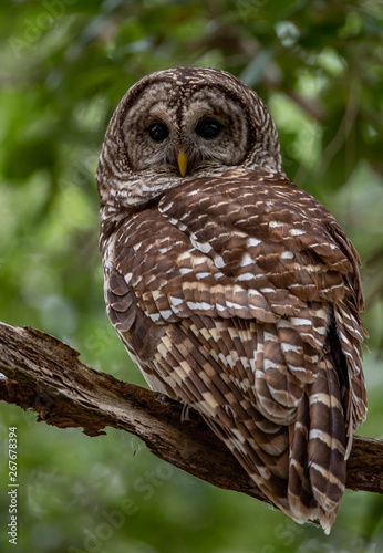 Barred Owl in Florida 