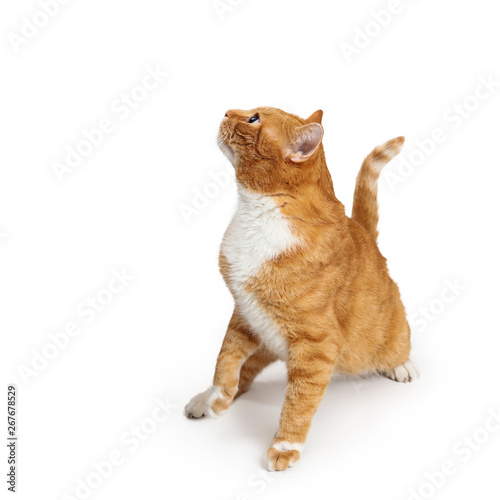 Attentive Orange Tabby Cat Sitting  Looking Side