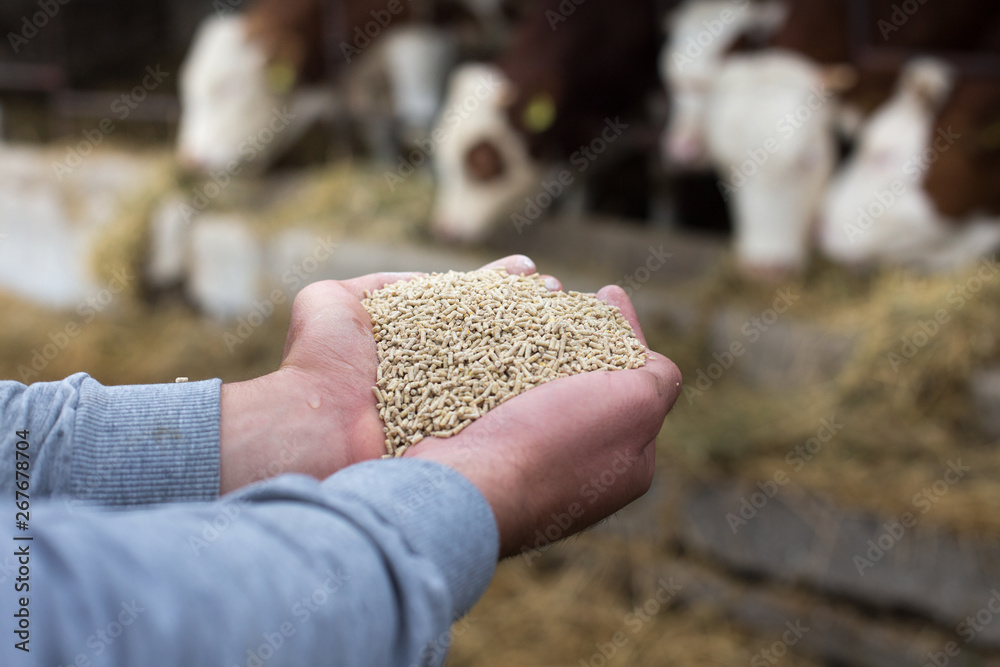 Εκτύπωση καμβά Farmer giving granules to cows