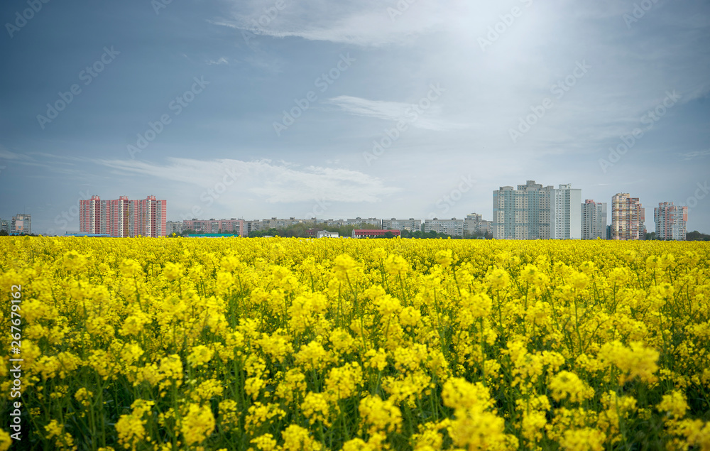 Field of blooming canola on the background of buildings