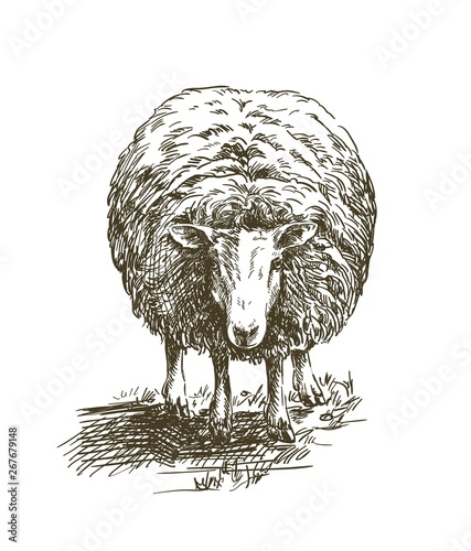 sheep standing on the grass on a white background