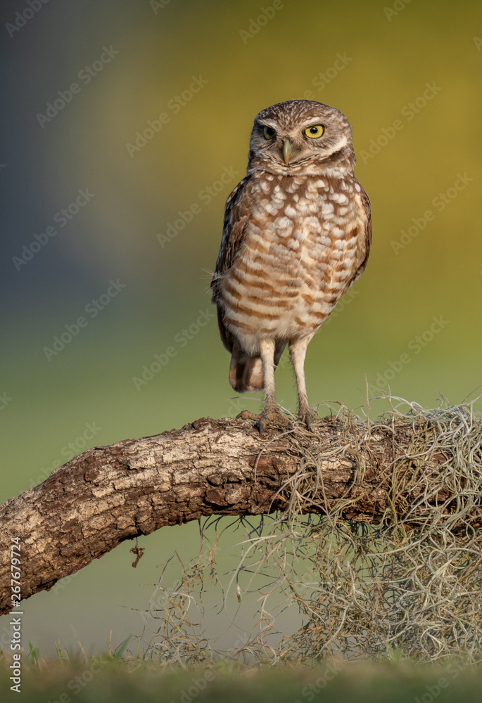 Fototapeta premium Burrowing Owl in Florida 