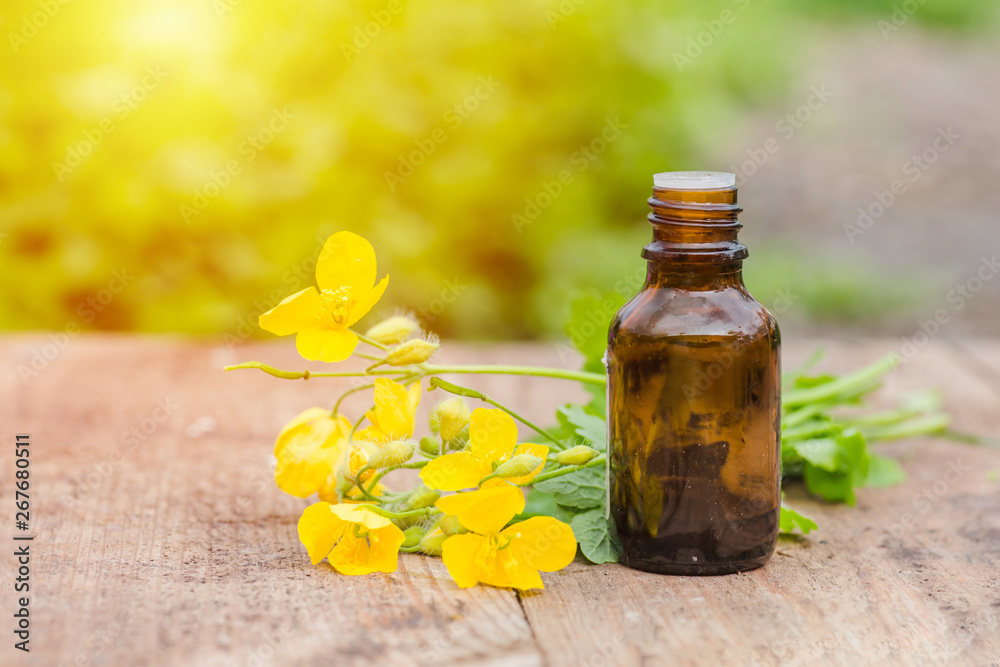 pharmaceutical bottle of medicine from Yellow flowers of Chelidonium majus, celandine, nipplewort, swallowwort or tetterwort on a wooden table. Growing on street blooming in spring celandine. pharmaceutical bottle of medicine from Yellow flowers of Chelidonium majus, celandine, nipplewort, swallowwort or tetterwort on a wooden table. Growing on street blooming in spring celandine.
