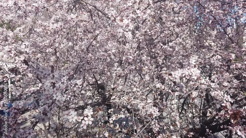 Summer flowers blooming. 