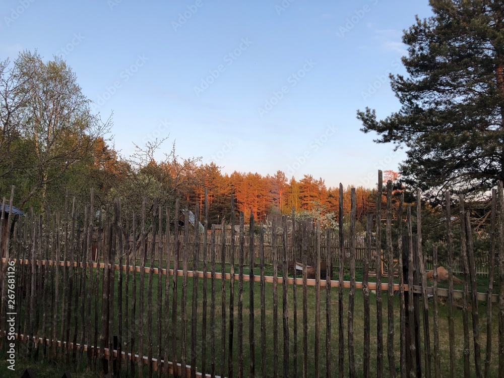 Sunset forest 