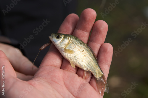 Fototapeta Naklejka Na Ścianę i Meble -  Fisherman holding caught fish in hand, close-up