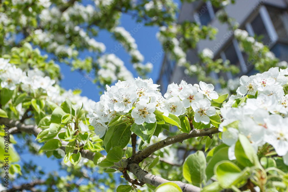 A branch of pear tree with blossom, blurred background A branch of pear tree with blossom, blurred background