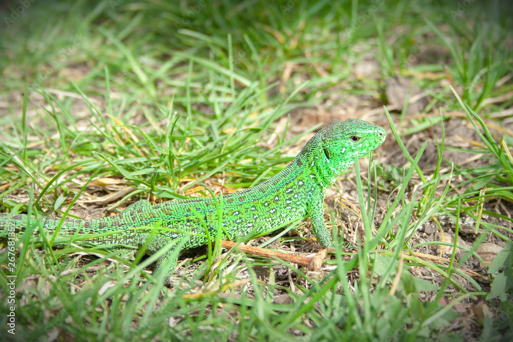 Beautiful little green lizard hiding from people at sunny day. Beautiful little green lizard hiding from people at sunny day.