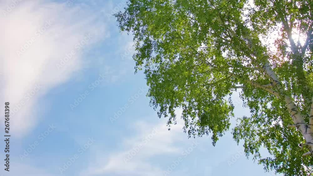 Young green leaves on the birch. Bottom view Young green leaves on the birch. Bottom view