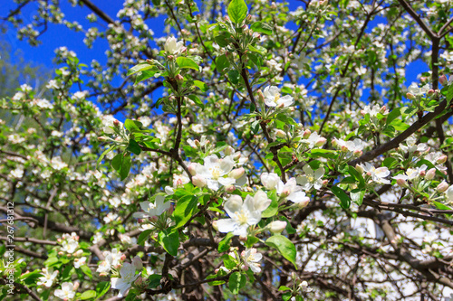 A branch of Apple tree with blossom blurred background