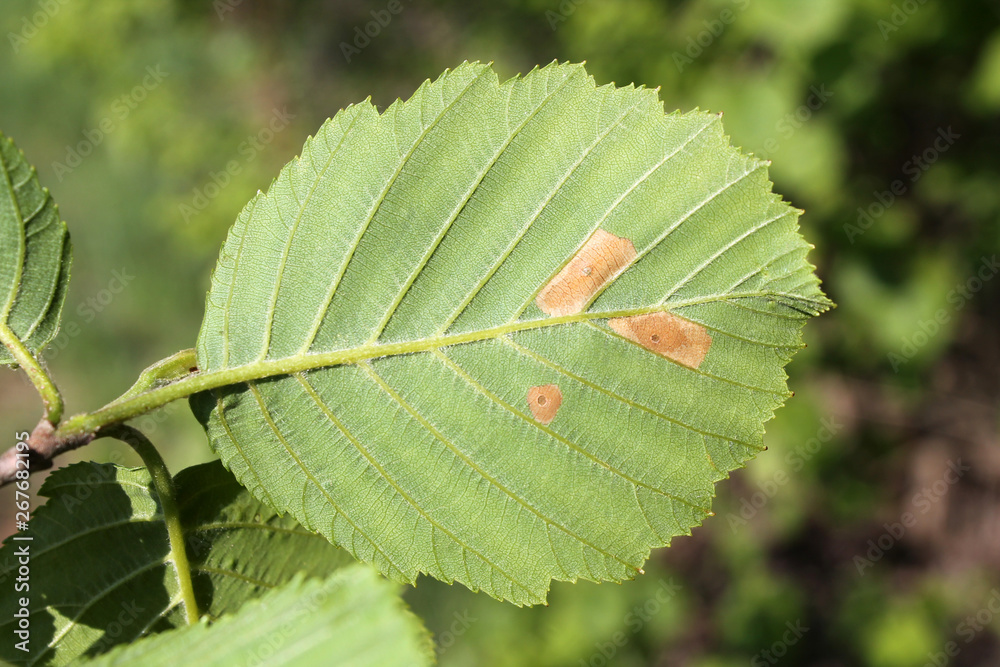 Grey alder (Alnus incana) green leaf with mine of Common case-bearer moth (Coleophora serratella), Belarus Grey alder (Alnus incana) green leaf with mine of Common case-bearer moth (Coleophora serratella), Belarus