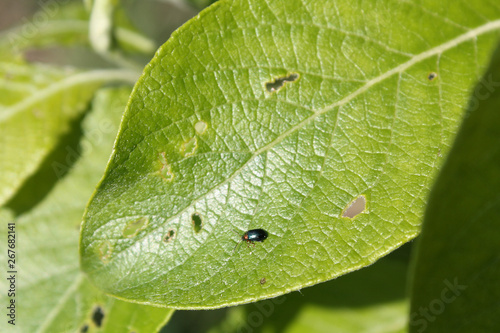 Feeding damage of Goat willow (Salix caprea) leaf by imago of Willow flea beetle or Crepidodera aurata. May, Belarus