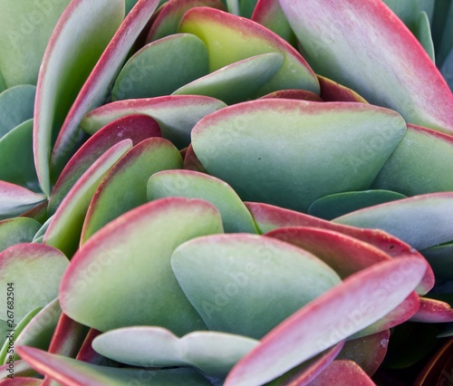 Flap Jack Plant at Palma Sola Botanical Park