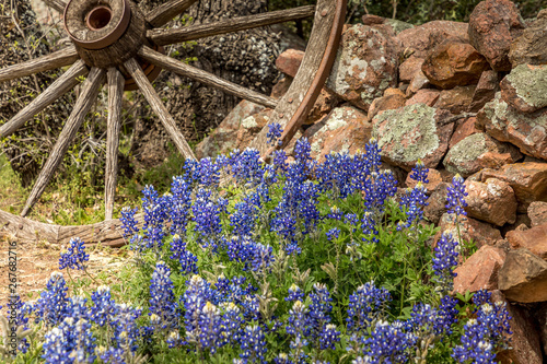 Willow City loop, Texan landscape in spring with wildflowers