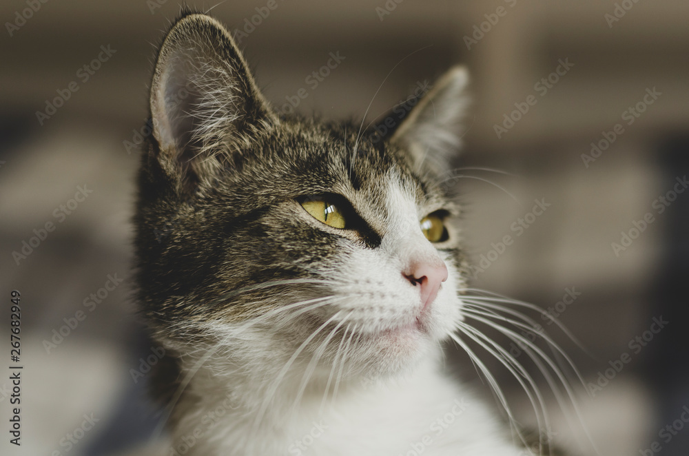 A young little kitten on the couch