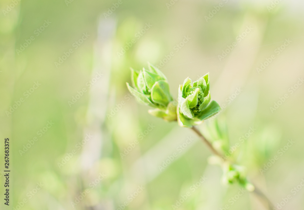 Green bud on branch. Green bud on branch.