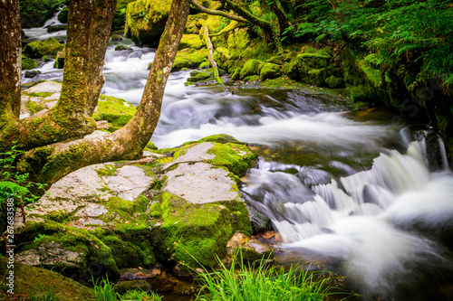 stream in forest