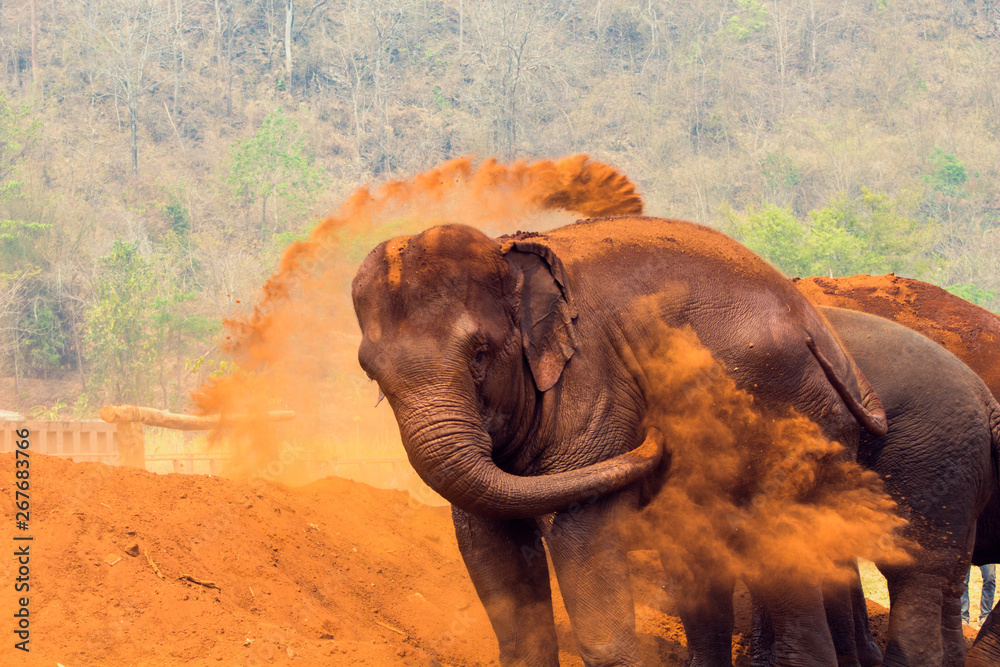Fototapeta premium Elephant sand bath Thailand