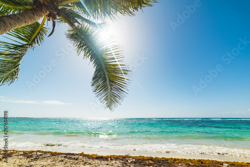 Palm tree and shining sun in Raisins Clairs beach in Guadeloupe