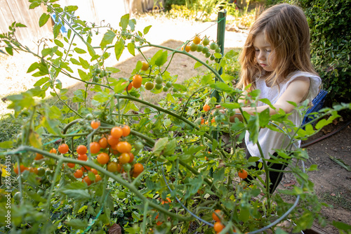 A toddler aged girl playing outside in a home garden next to a large cherry tomato plant. 