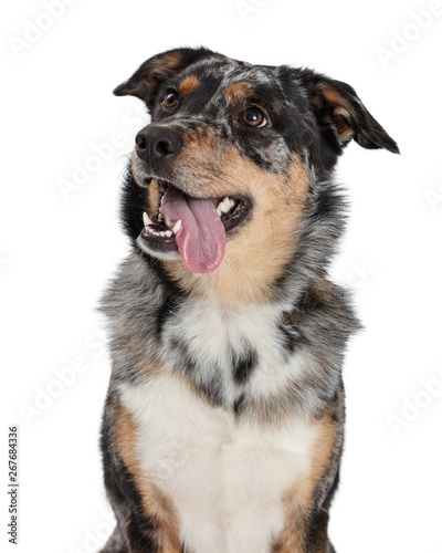 Fototapeta Naklejka Na Ścianę i Meble -  Closeup Australian Shepherd Dog Tongue Out