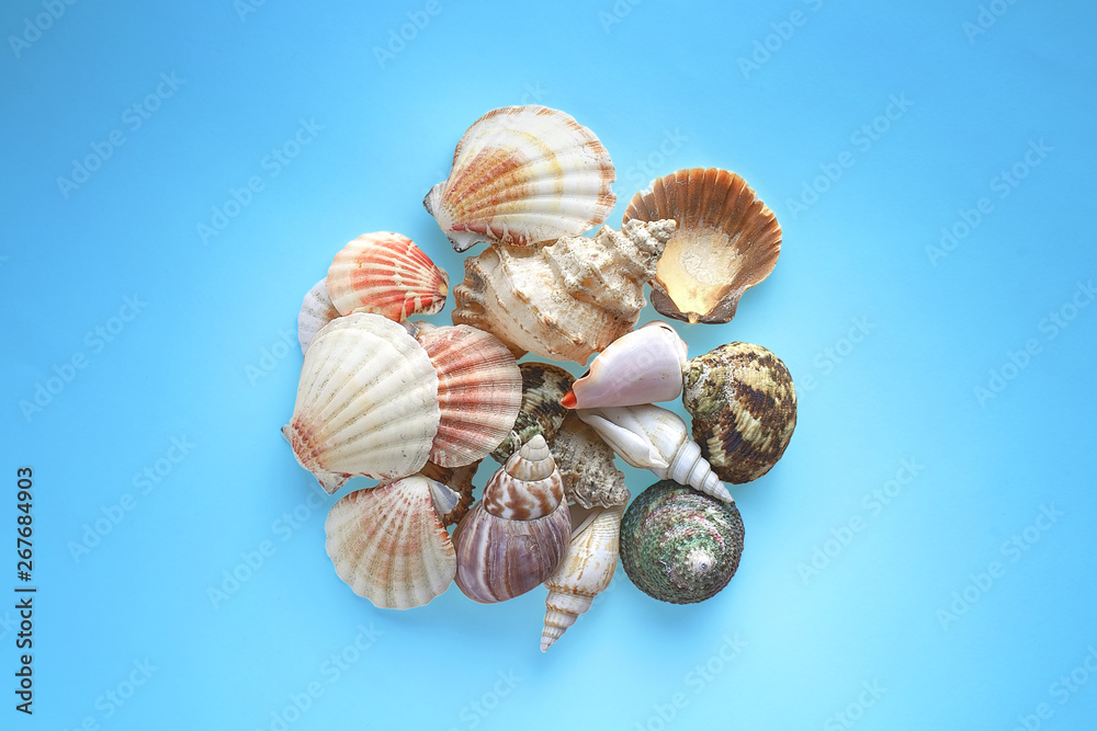 Heap of perfect seashells isolated on blue background Heap of perfect seashells isolated on blue background