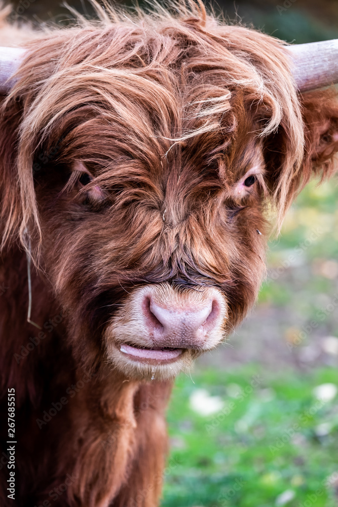 Vache marron aux poils longs et longues cornes Vache marron aux poils longs et longues cornes