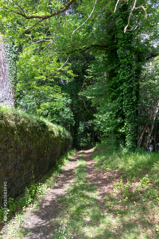 Obraz premium Nice path through the forest with trees and a stone wall. Galician landscape inside the Pazo de Mariñán.