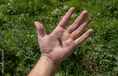 Hand holding the inert corpse of a honey bee in front of a background of grass and flowers.