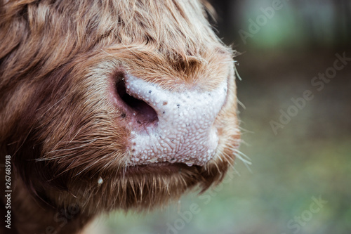 Close up sur le museau d'une vache marron aux poils longs et longues cornes 