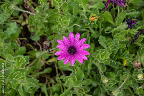 Aerial view of a beautiful purple and violet African daisy on a green background of grass and vegetation.