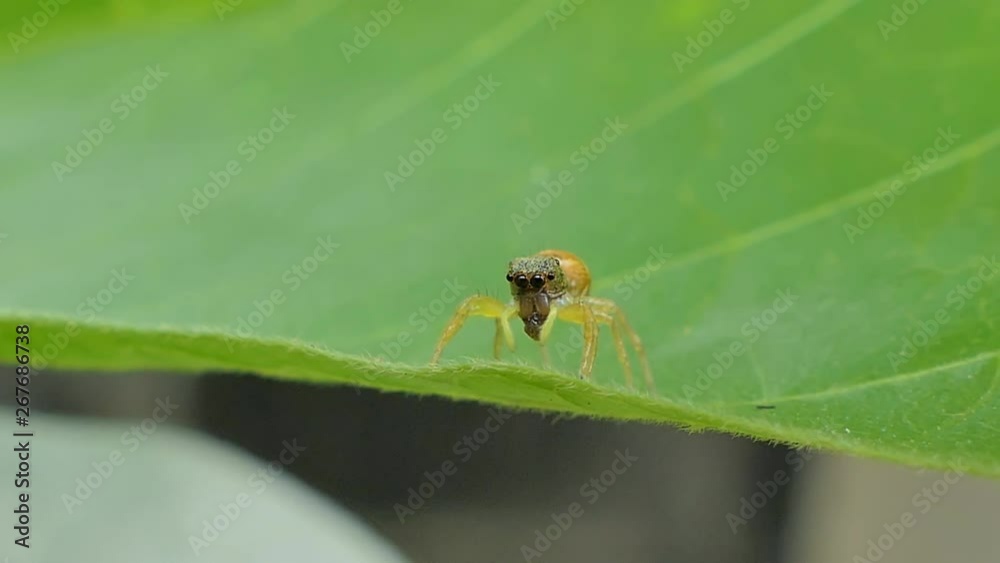 Jumping spider on leaves in tropical rain forest. Jumping spider on leaves in tropical rain forest.