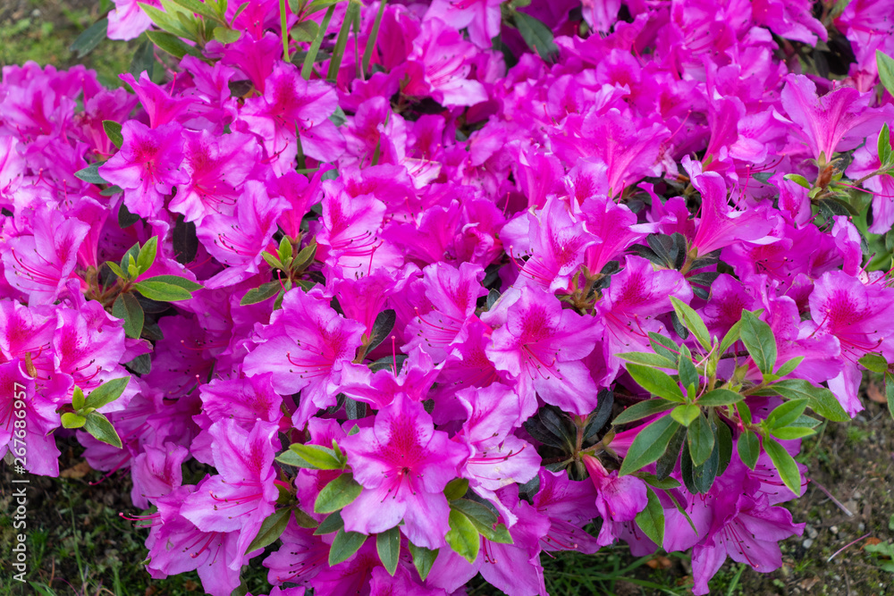 Nice group of purple and pink petunias flowers in a garden.