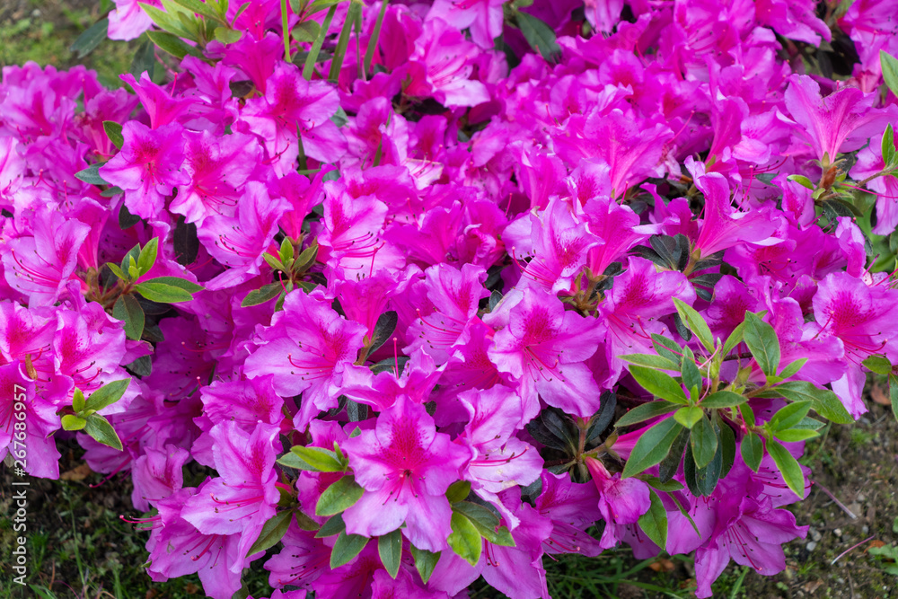 Nice group of purple and pink petunias flowers in a garden. Nice group of purple and pink petunias flowers in a garden.