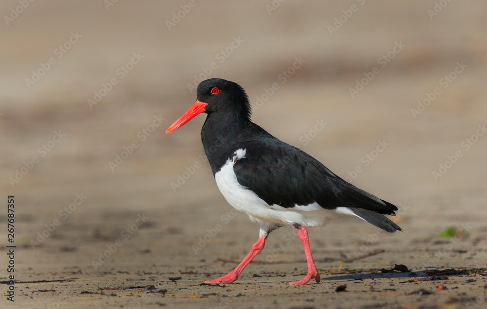 Pied Oystercatcher bird walking on beach Pied Oystercatcher bird walking on beach
