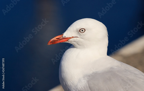 Silver Gull portrait