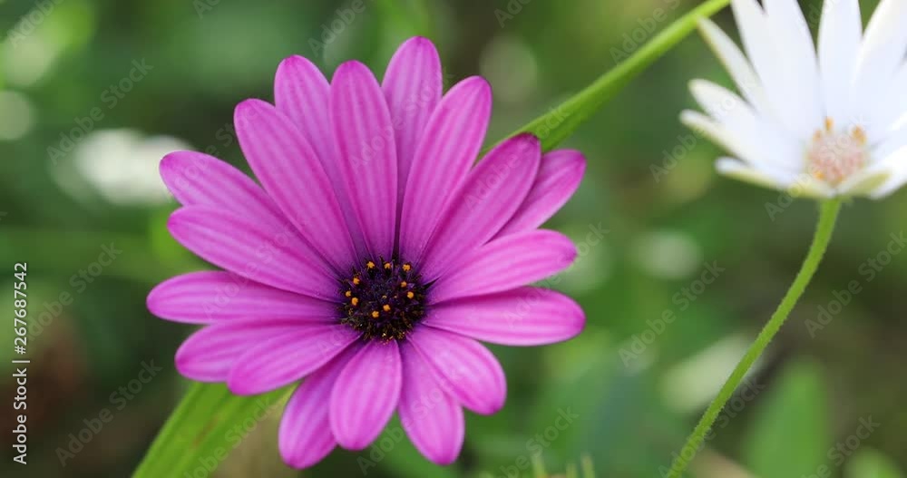 Beautiful Purple Cape Marguerite Flower, Van Staden's River Daisy Or Star Of The Veldt (Dimorphotheca Ecklonis, Osteospermum). Close Up View (Macro Shot) - DCi 4K Resolution Beautiful Purple Cape Marguerite Flower, Van Staden's River Daisy Or Star Of The Veldt (Dimorphotheca Ecklonis, Osteospermum). Close Up View (Macro Shot) - DCi 4K Resolution