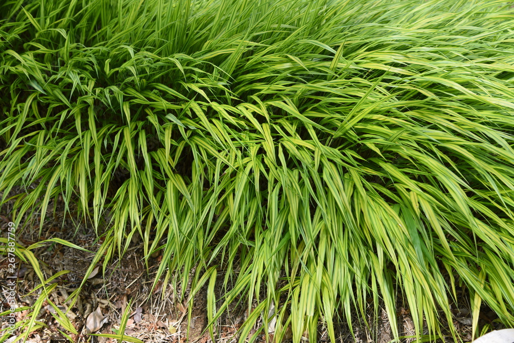 Fototapeta premium Hakonechloa macra / Japanese forest grass
