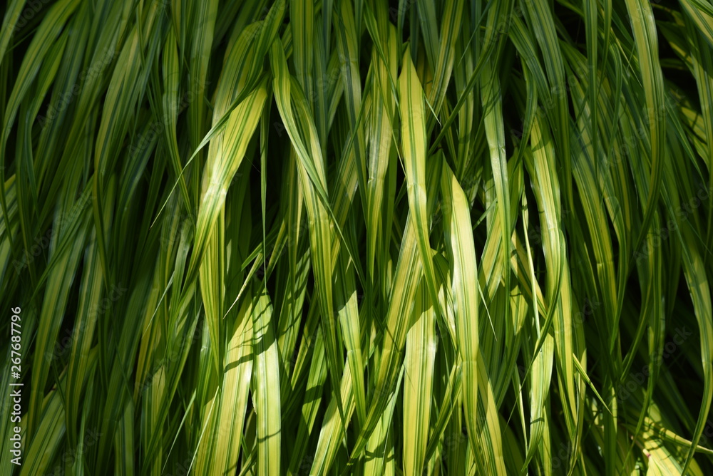 Fototapeta premium Hakonechloa macra / Japanese forest grass
