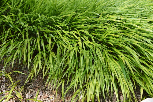 Hakonechloa macra / Japanese forest grass
