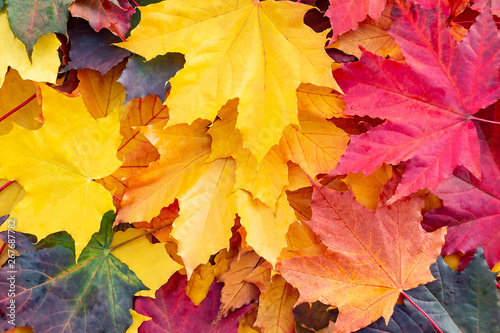 multicolor autumn maple leaves, full frame, beautiful autumn background, texture - image