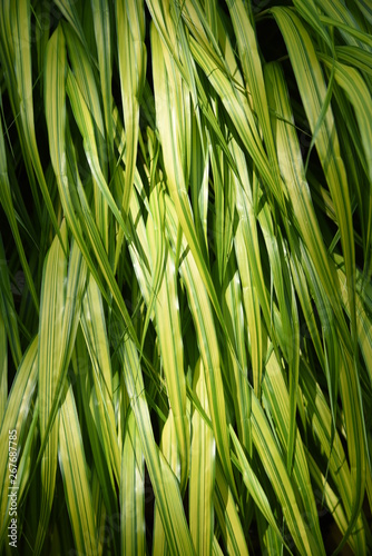 Hakonechloa macra   Japanese forest grass