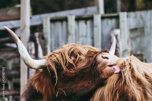 Vache marron aux poils longs et longues cornes	 photo