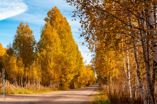 Autumn landscape - a rural road with golden birch trees on the roadside - Image
