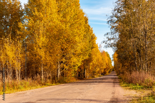 Autumn landscape - a rural road with golden birch trees on the roadside - Image