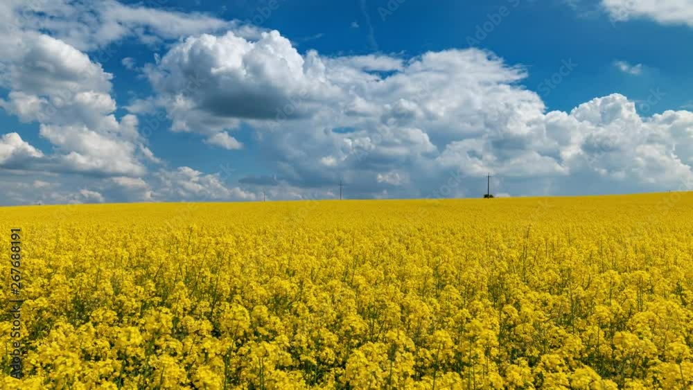 Field of blooming rape and blue sky with white clouds at the spring sunny day, 4k, time lapse Field of blooming rape and blue sky with white clouds at the spring sunny day, 4k, time lapse