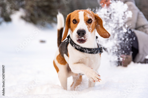 Beagle dog first time on snow with owner.