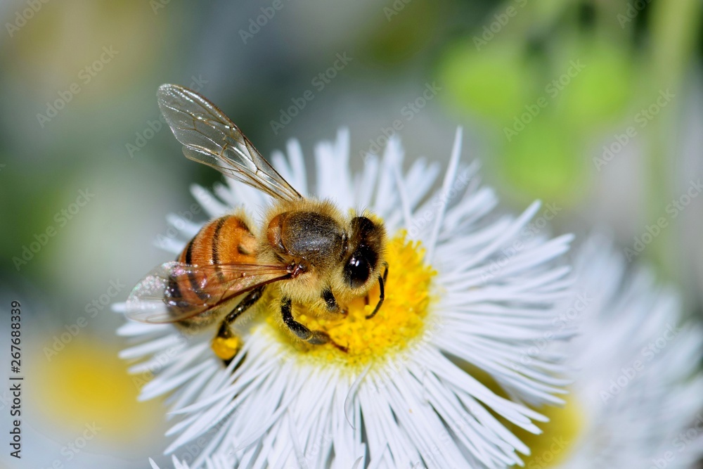 Honey bee busy pollinating a Daisy Fleabane wildflower in Houston, TX. Honey bee busy pollinating a Daisy Fleabane wildflower in Houston, TX.