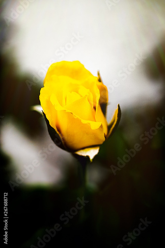 Yellow Rose